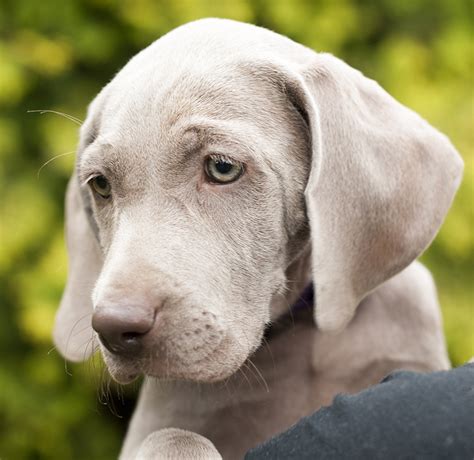 Weimaraner Dog Breed Information Center: A Complete Guide.